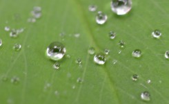 白山命水の水滴が滴る葉っぱ