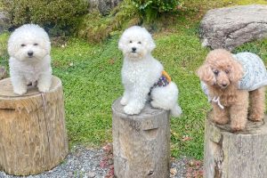 ボブ君7才・リュウ君1才・ポロンちゃん14才