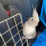 オカメインコのりんごちゃん