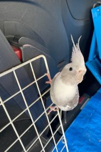 オカメインコのりんごちゃん