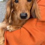 ミニチュアダックスフンド てんちゃん1才7か月