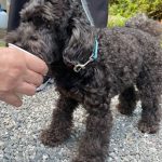 トイプードルのげんちゃん3才