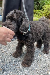 トイプードルのげんちゃん3才