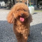 トイプードルのあちゃん6才