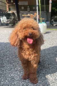 トイプードルのあちゃん6才